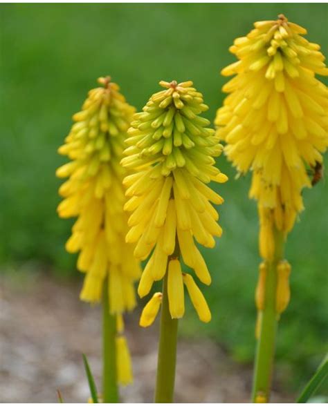 Buy Rare Unusual Exciting Plants Hayloft Kniphofia X Hybrid