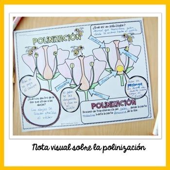 Polinizaci N Libreta Interactiva By Latinflower Store Tpt