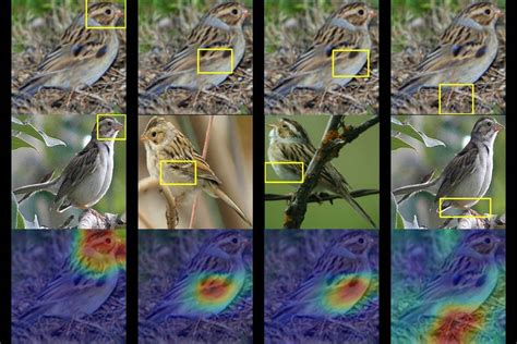 New Artificial Intelligence Helps To Identify Track Bird Species