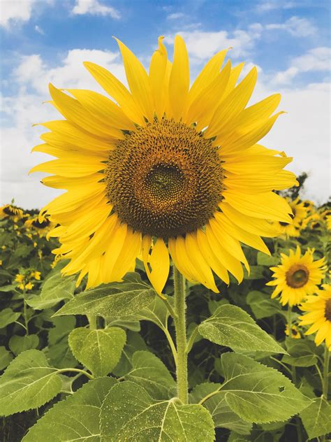 Helianthus Annuus Common Sunflower — Horticulture Is Awesome