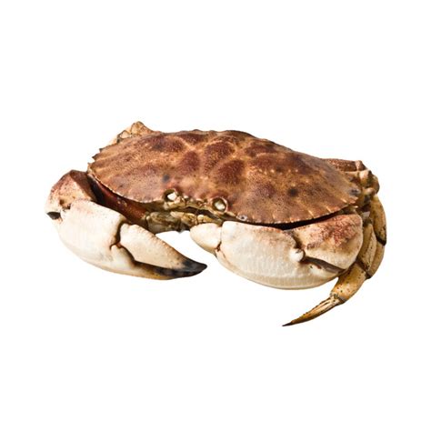 Jonah Crab Euro Usa