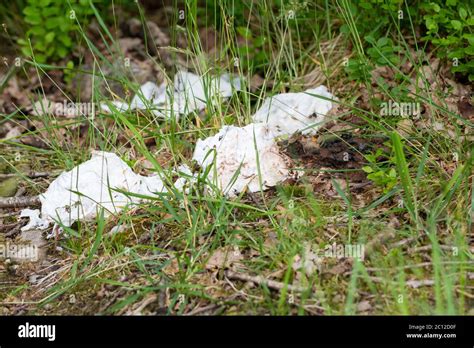 Human Faeces Left In Grass Hi Res Stock Photography And Images Alamy