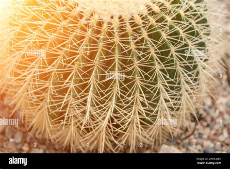 Thorn Cactus Texture Background Golden Barrel Cactus Golden Ball Or Mother In Laws Cushion