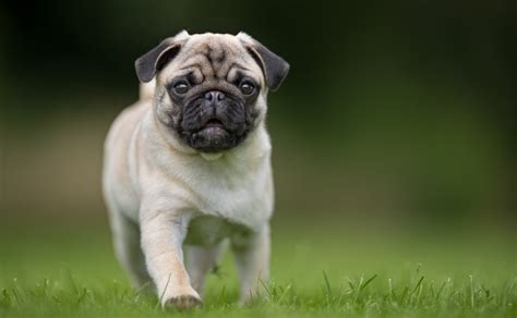 Estudio Revela Que Los Pugs Tienen Doble Probabilidad De Enfermar Que