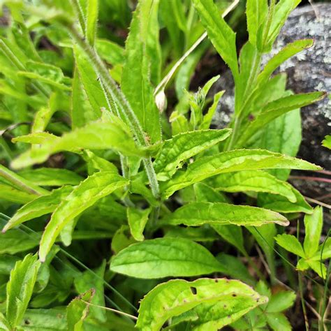 Gray Beardtongue Penstemon Canescens Leaves Stems Western