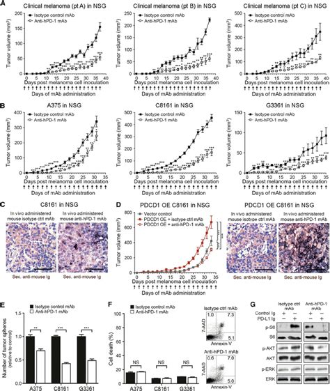 Anti PD 1 Blocking Antibody Inhibits Human Melanoma Xenograft Growth In