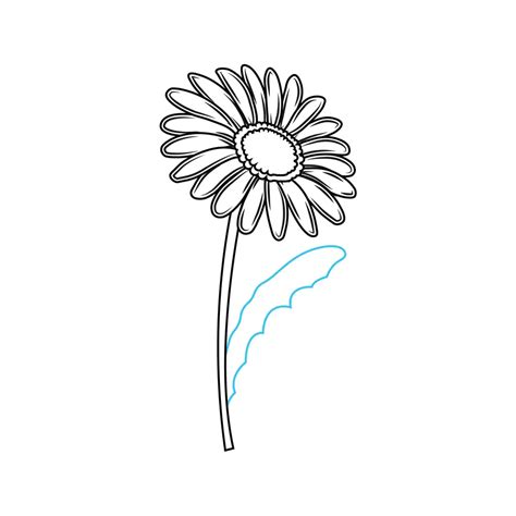 how to draw daisy step by step