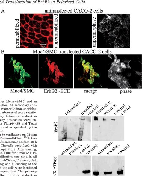 Figure From Muc Sialomucin Complex The Intramembrane Erbb Ligand