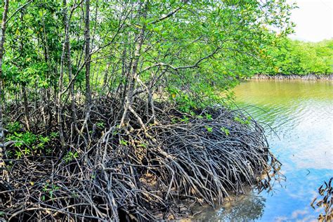 Muchas Ra Ces De Manglar En El Bosque De Manglar Manglares Que