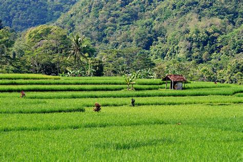 Rice Field Farm Agriculture Free Photo On Pixabay Pixabay