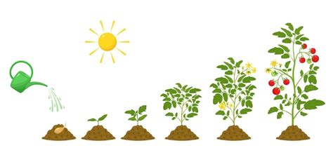 Premium Vector Stages Of Growth Of Tomatoes Irrigation And Conditions