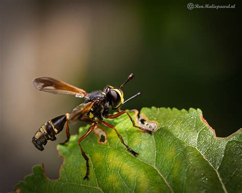 Blikopener Natuurblog Van Ron Maliepaard