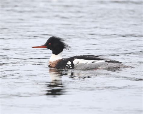 Red Breasted Merganser Winter Birds Of Alberta INaturalist