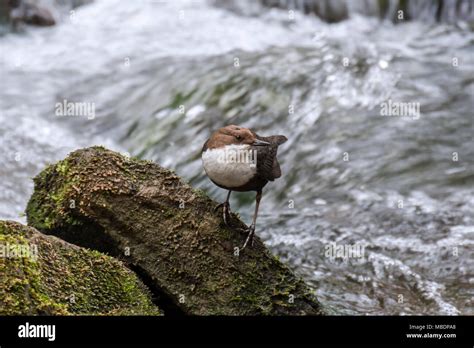 Dipper River Hi Res Stock Photography And Images Alamy