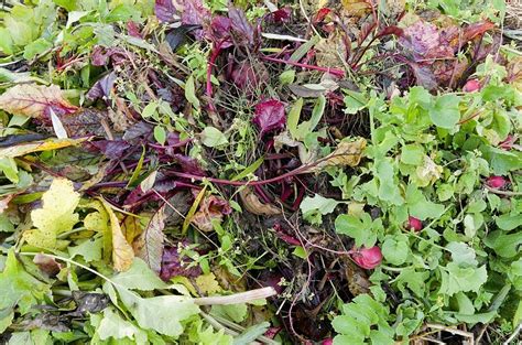 Fundo Uma Pilha De Compostagem Restos De Plantas Na Horta Orgânica