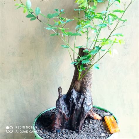 Jual Bahan Bonsai Asam Londo Realpic Shopee Indonesia