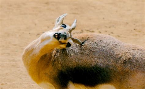 Speke’s Gazelle (Gazella spekei) | Starmind Conservation