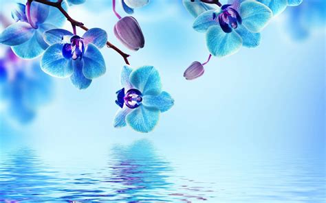 Desktop Blue Flower Wallpapers Wallpaper Cave
