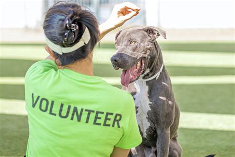 Volunteer Opportunities - Pasadena Humane