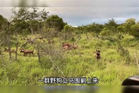 鬣狗捕猎羚羊幼崽，实拍一挑二精准突袭，到嘴的食物却被野狗抢夺突袭羚羊鬣狗