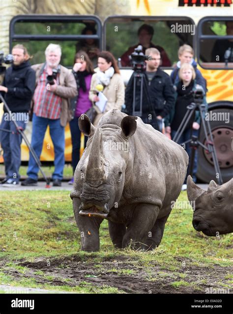 Hodenhagen Deutschland Mai Breitmaulnashorn Steht Molly Vor