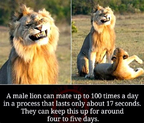 Male Lion mating - Wiolo.com