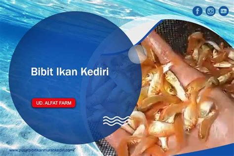 Cara Pengolahan Kolam Ikan Nila Untuk Pemula Jual Bibit Ikan Murah