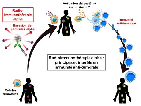 Radio Immunoth Rapie Alpha Principes Et Int R Ts En Immunit