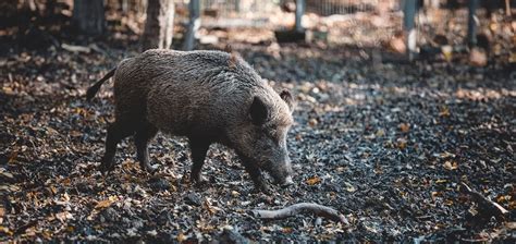 Wie schütze ich meine Nutzflächen effektiv vor Wildschweinen