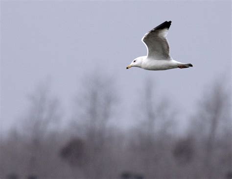 Mongolian Gull Larus Mongolicus China Thailand Coke Smith Wildlife