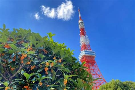 朱色が映える増上寺の三解脱門と東京タワー No 31140314｜写真素材なら「写真ac」無料（フリー）ダウンロードok