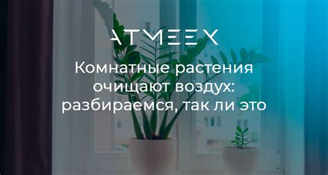 Комнатные растения очищают воздух: разбираемся, так ли это