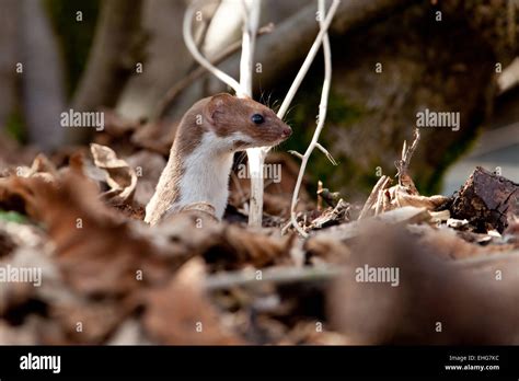 Weasel Stock Photo Alamy