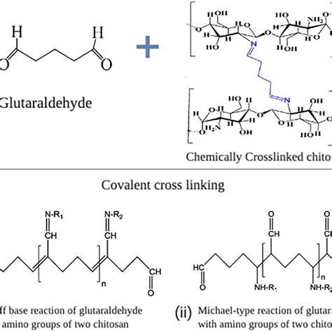 Diagrammatic Illustration Of Possible Interactions Of Chitosan And Download Scientific Diagram