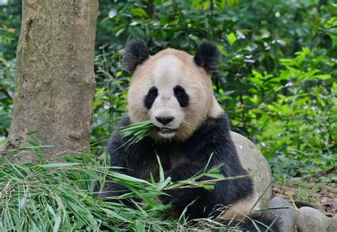 Giant Panda Diet and Defecation - PDXWildlife