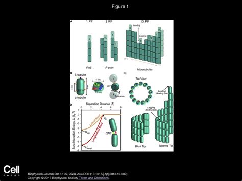 Brownian Dynamics Of Subunit Addition Loss Kinetics And Thermodynamics