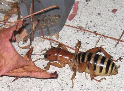 Potato Bug Whats That Bug