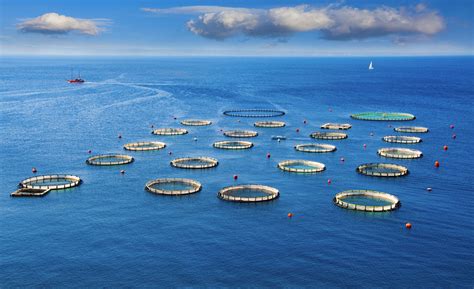 L AMTI une révolution écologique pour l aquaculture et la production