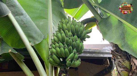 Como Se Chama A Planta O De Banana