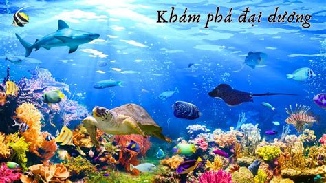 Dạy bé các loài sinh vật dưới biển - Cùng bé khám phá đại dương - Bé ...
