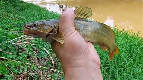 Peixe Cará Saiba Tudo sobre este peixe