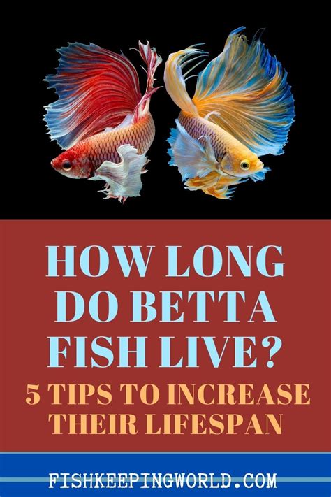 How Long Do Betta Fish Live Tips To Increase Their Lifespan Betta