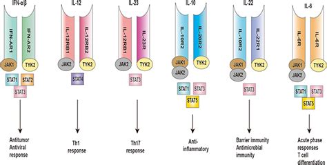 Tyk2 In Autoimmunity And Treatment Of Psoriasis Jir