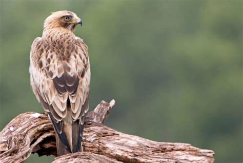 Steppe Eagle The Ultimate Guide Operation Migration