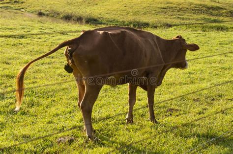 Crapping Cow, Pooping with the Tail Up, Manure Falling Down Stock Image ...