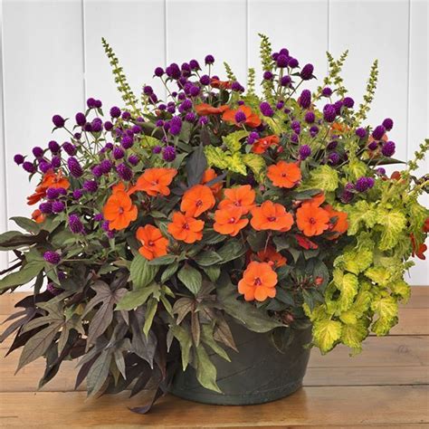 First Class Sunpatiens In Hanging Baskets Artificial Fern Planter