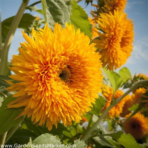 Semillas De Girasol Ornamentales Helianthus Annuus 80 Semillas