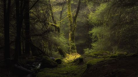 Forest Fog Trees Branches Moss 4k Hd Wallpapers Hd Wallpapers Id 32350