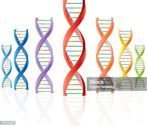 Dna Dna에 대한 스톡 벡터 아트 및 기타 이미지 Dna 나선 모양 나선구조 Istock