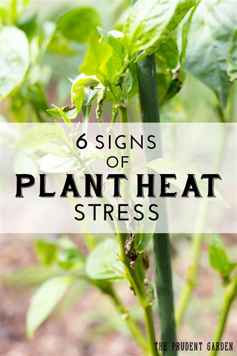 6 Signs Of Plant Heat Stress